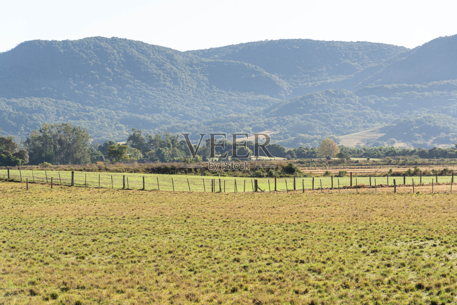 巴西的牲畜场。巴西拥有世界上最大的牛群。照片摄影图片