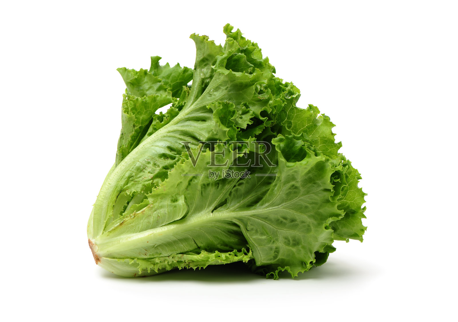 新鲜的生菜照片摄影图片