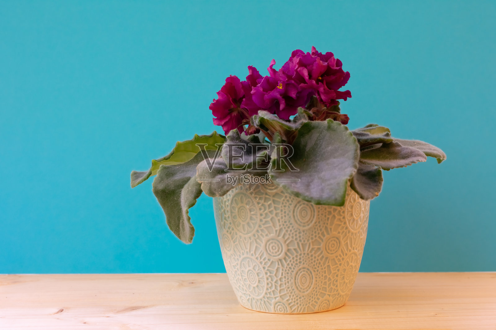 盛开的亮粉色非洲紫罗兰花与蓝色背景和复制空间的木桌照片摄影图片