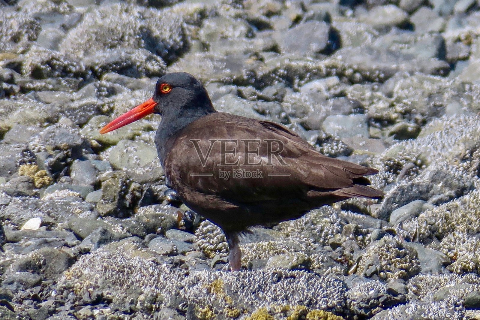 黑蛎鹬照片摄影图片