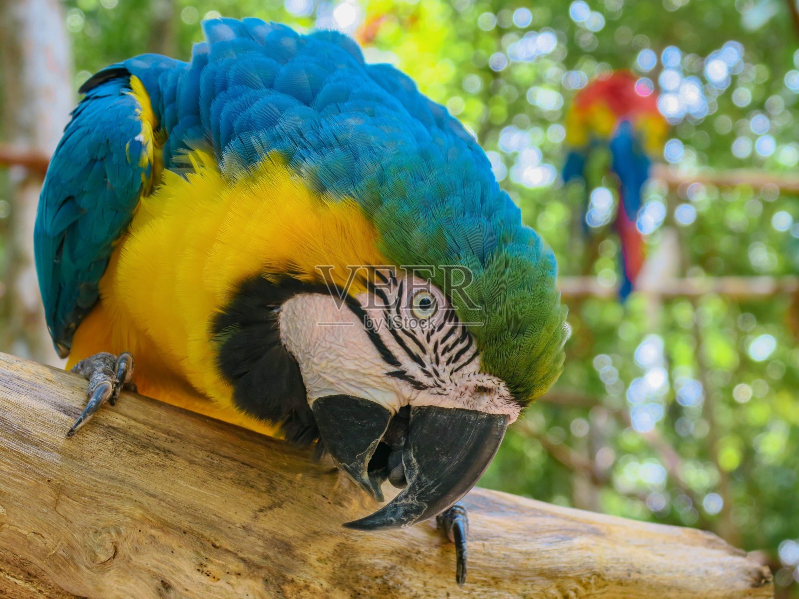 好奇的金刚鹦鹉照片摄影图片