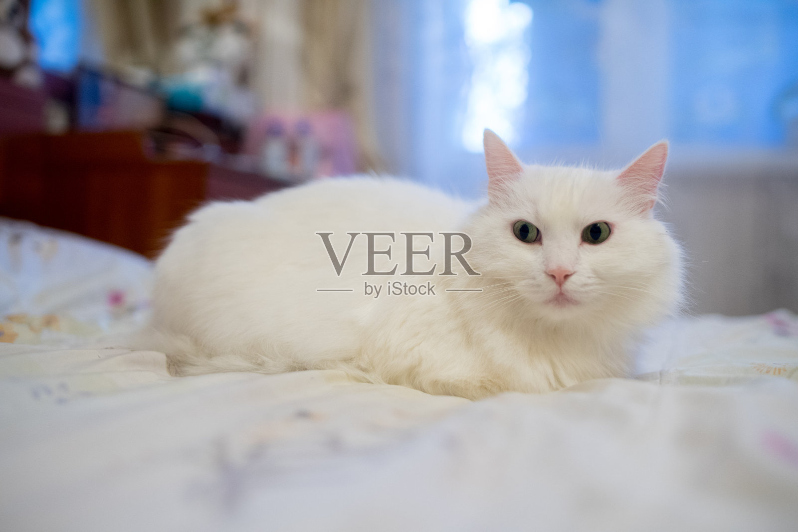 白色家毛绒绒的猫在公寓照片摄影图片