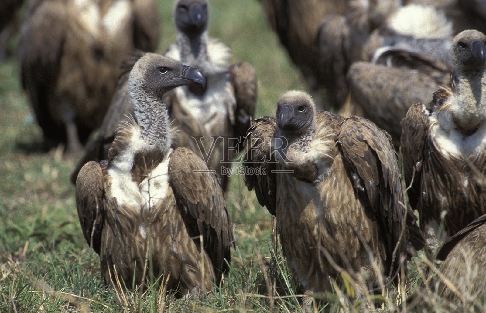 Ruppell's Vulture, gypps rueppelli,站在尸体旁,肯尼亚马赛马拉公园照片摄影图片