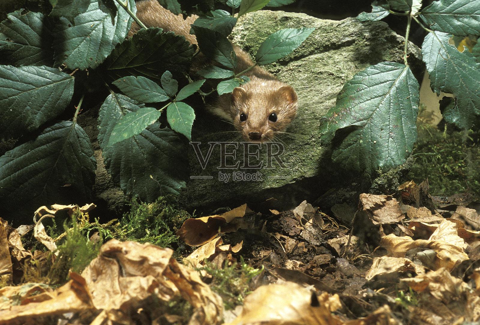 鼬鼠,鼬鼠,诺曼底照片摄影图片