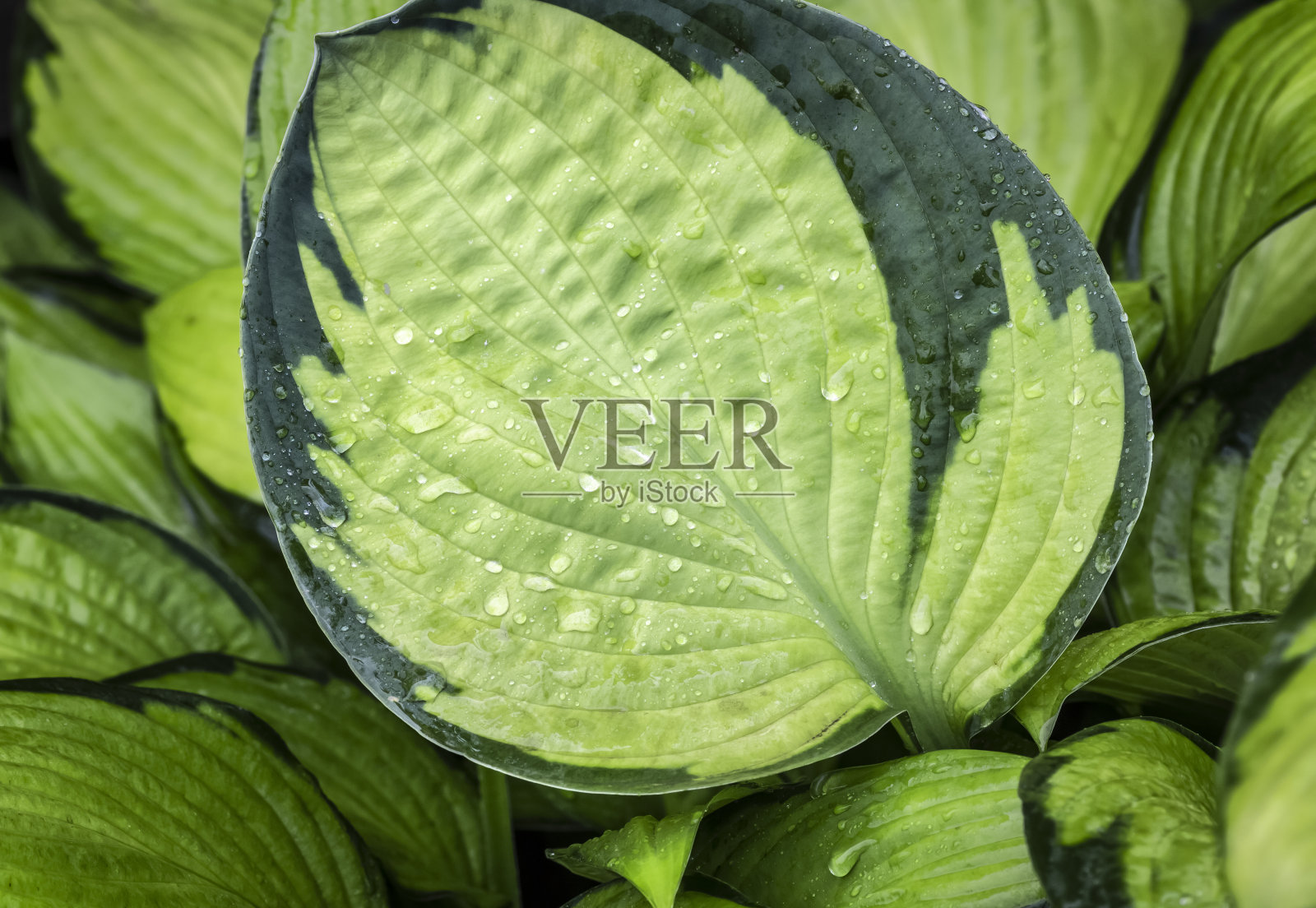 雨滴落在树叶上照片摄影图片