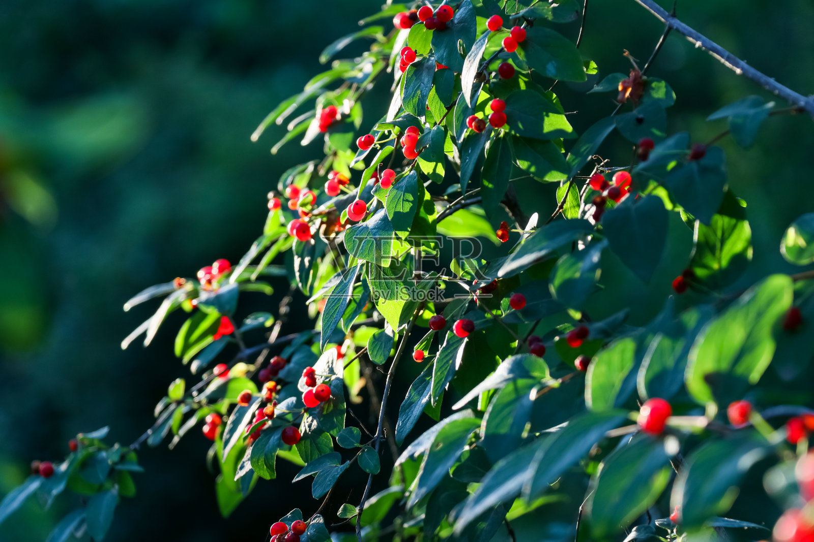 深绿色背景。有红浆果的灌木照片摄影图片
