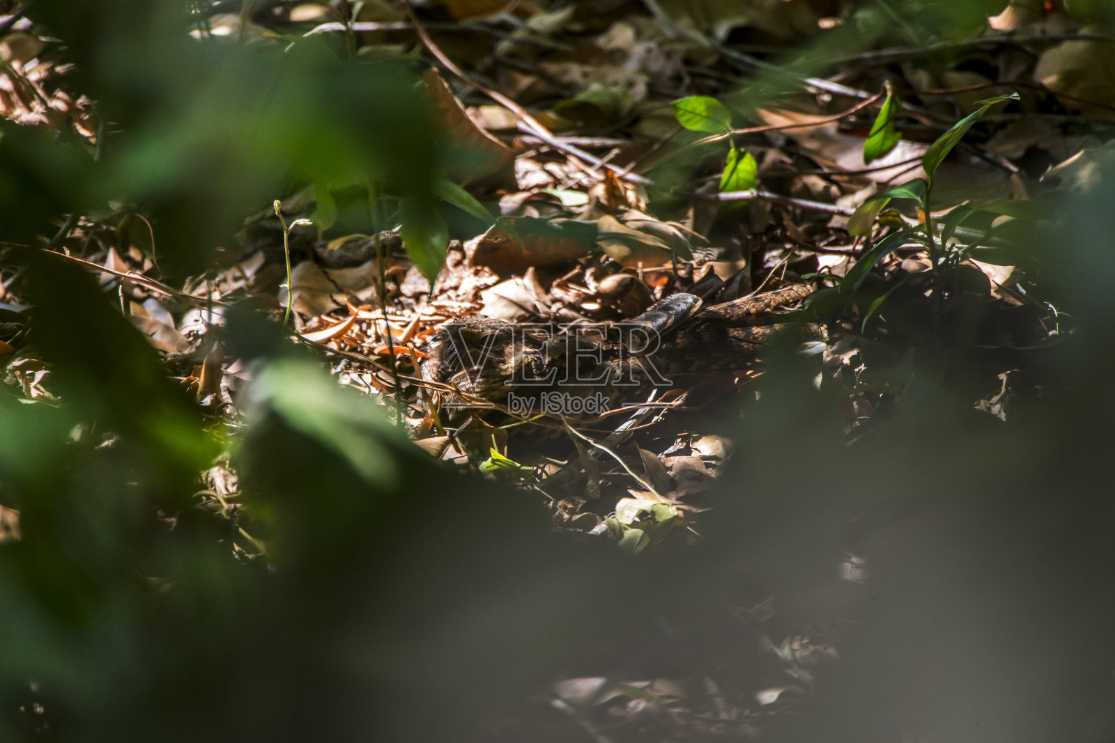 Pauraque摄于圣埃斯皮里托的Linhares。巴西东南部。照片摄影图片