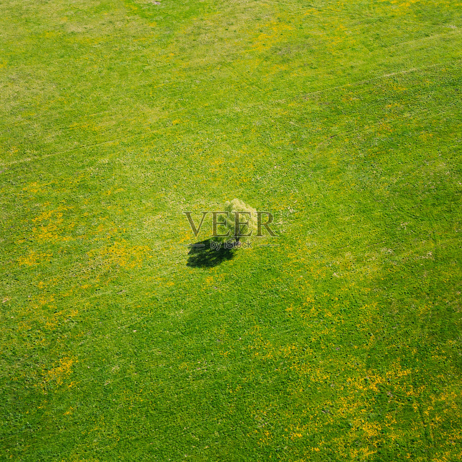 春季田野、夏季草地上有孤独树木的农业景观鸟瞰图。美丽的绿草田园景观在鸟瞰照片摄影图片