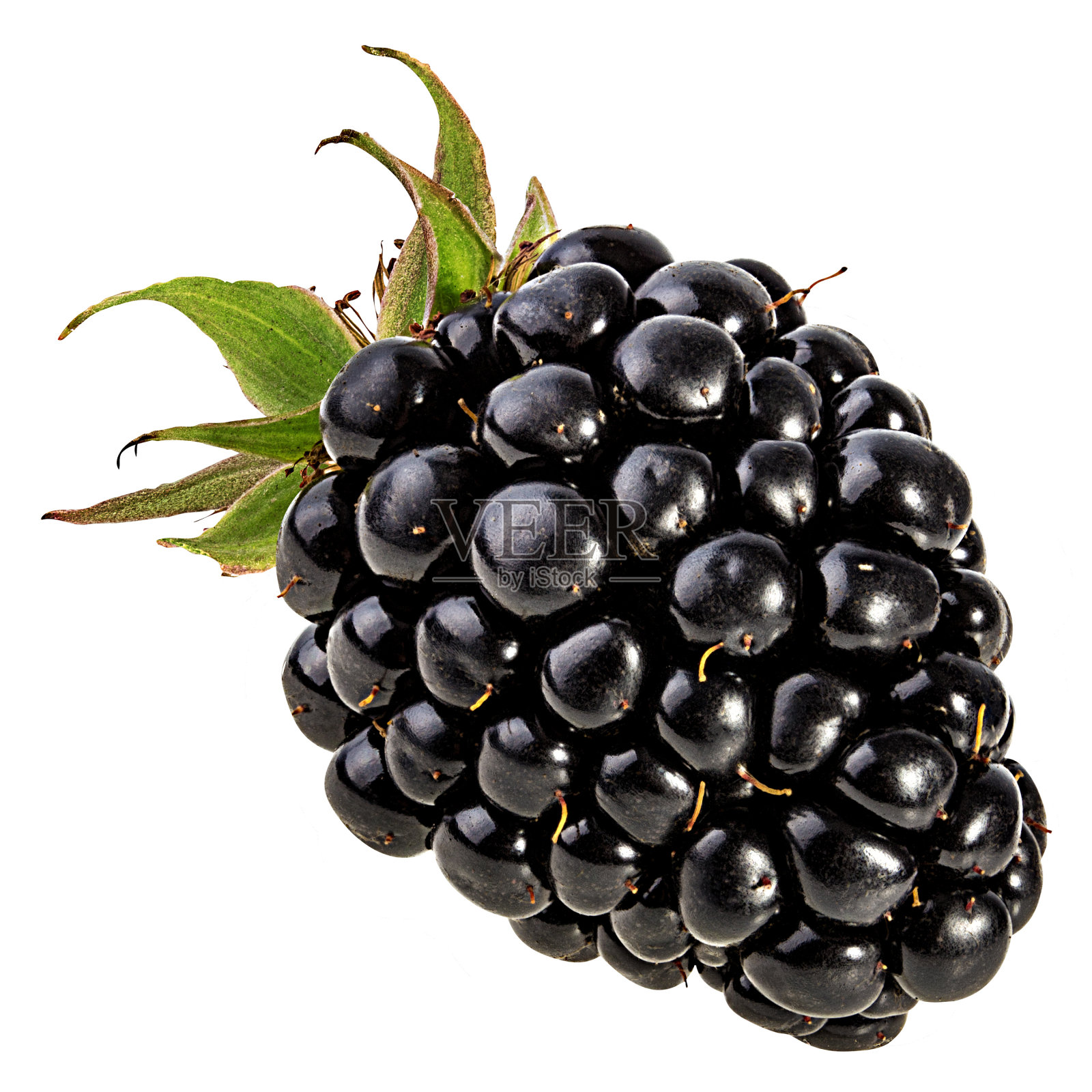 黑莓孤立在白色背景与剪切路径照片摄影图片