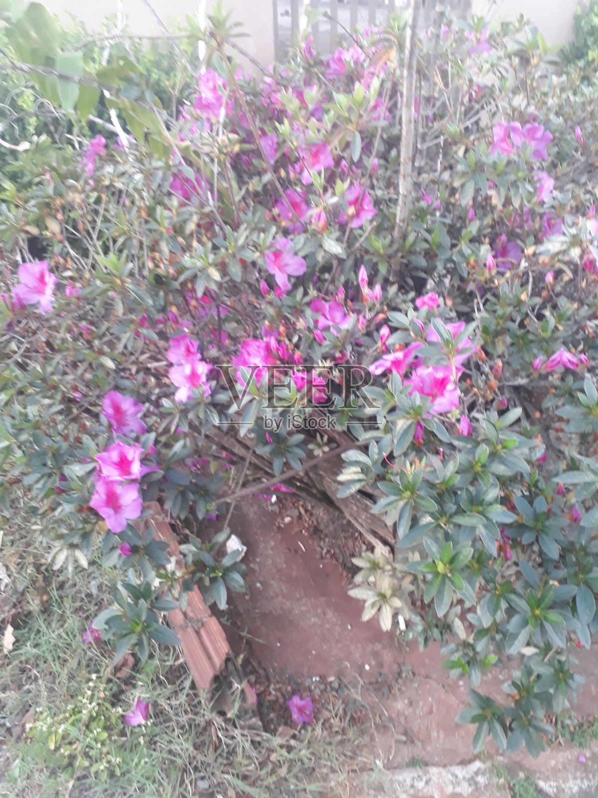 制鞋商azaleia花照片摄影图片