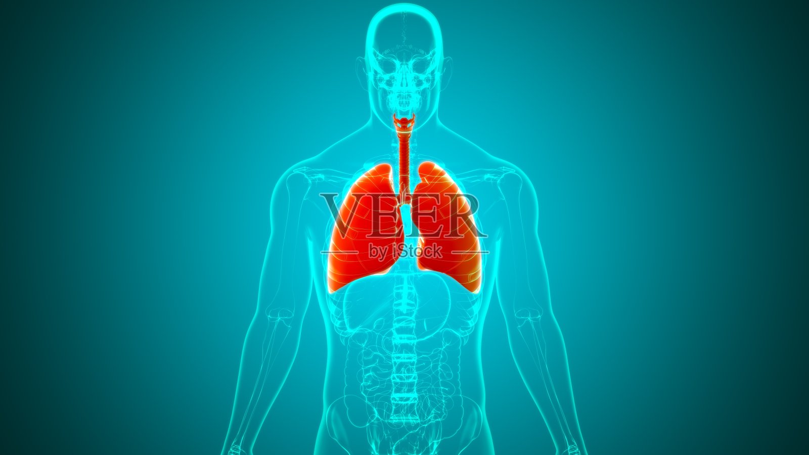 肺人体呼吸系统解剖医学概念3D照片摄影图片
