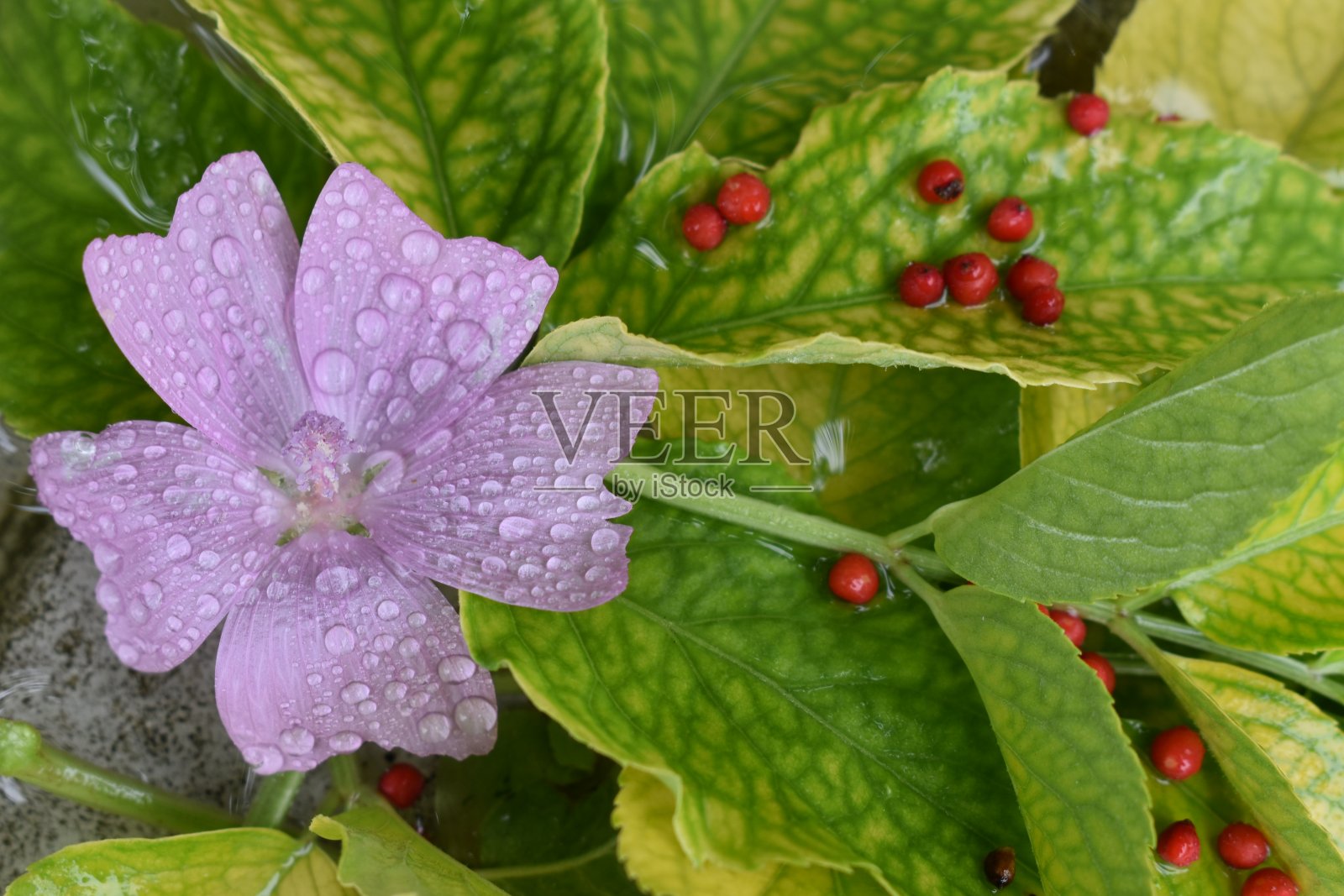 紫色照片摄影图片