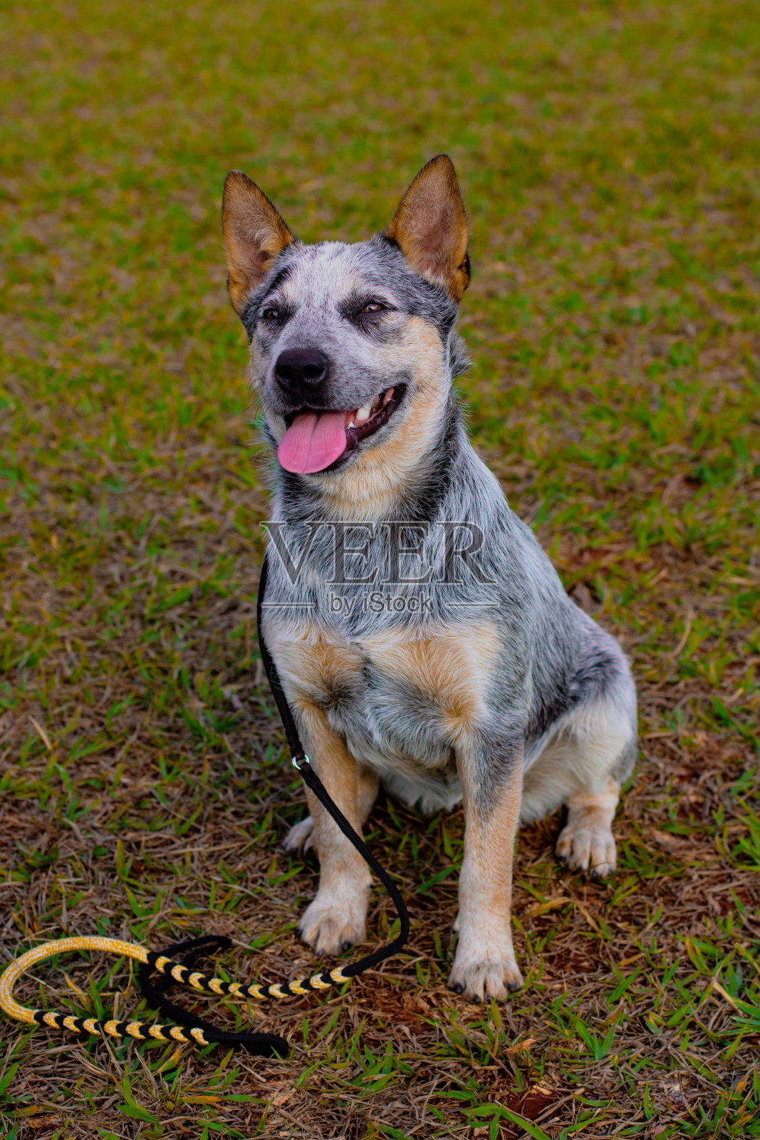 公园里的希勒狗舍里的小狗照片摄影图片