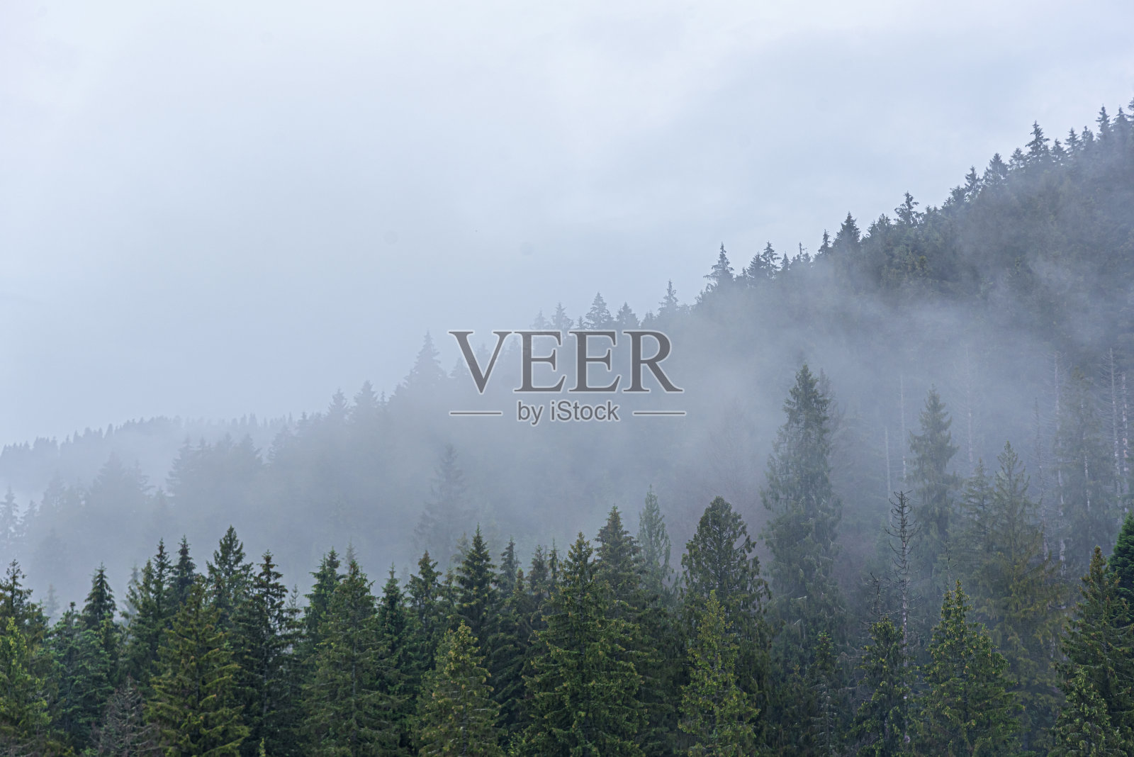 喀尔巴阡山。云杉野生森林。茂密的冷杉林,在多云的天气位于山上。照片摄影图片