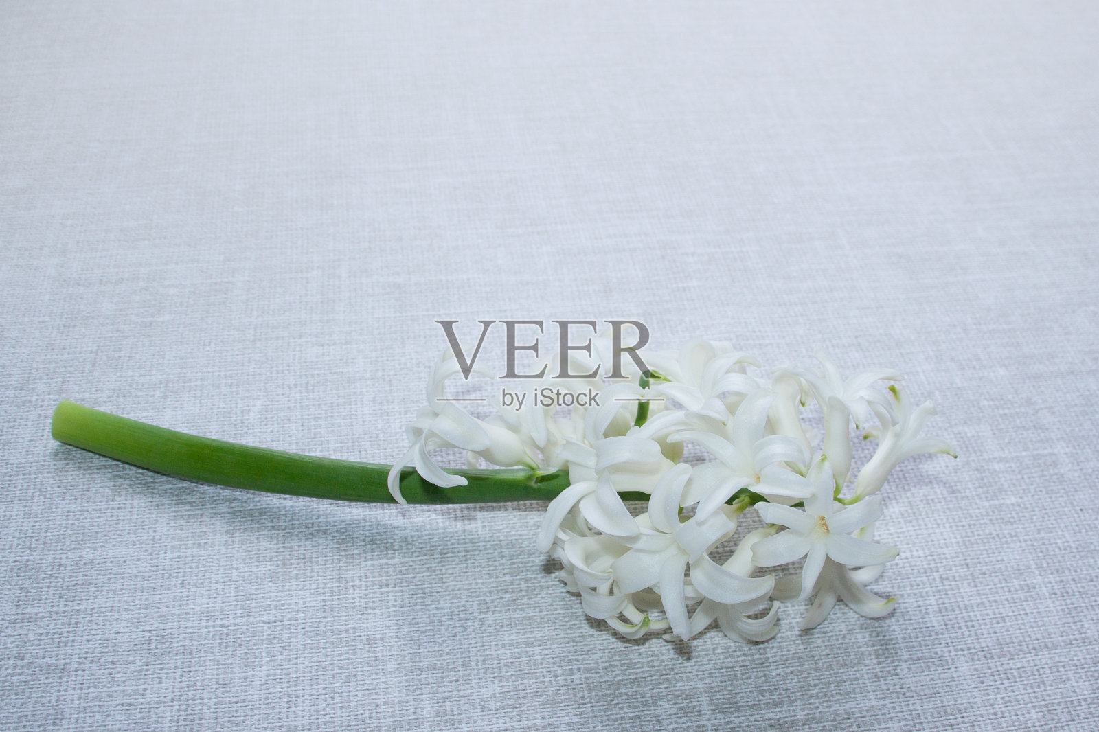 白色的风信子花在白色灰色质朴的斯堪的纳维亚粗糙织物纺织背景。环保灯光设计与复制空间景观宽格式照片摄影图片