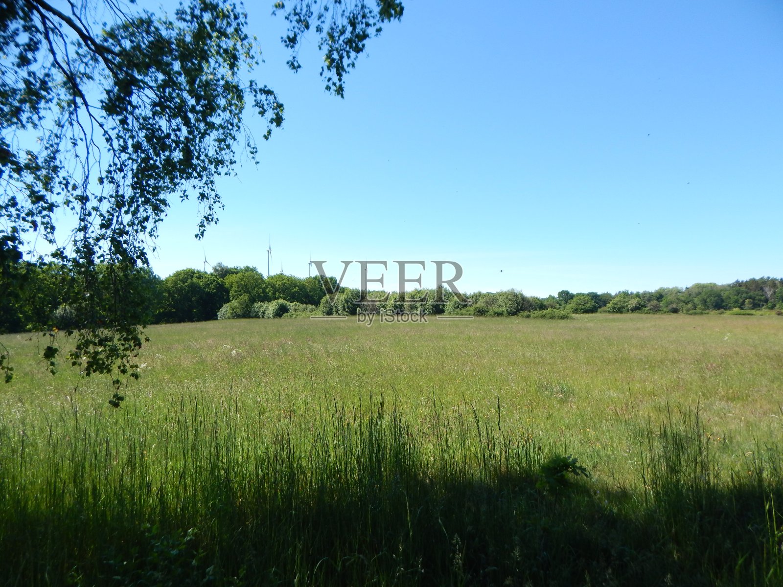 夏天的自然照片照片摄影图片