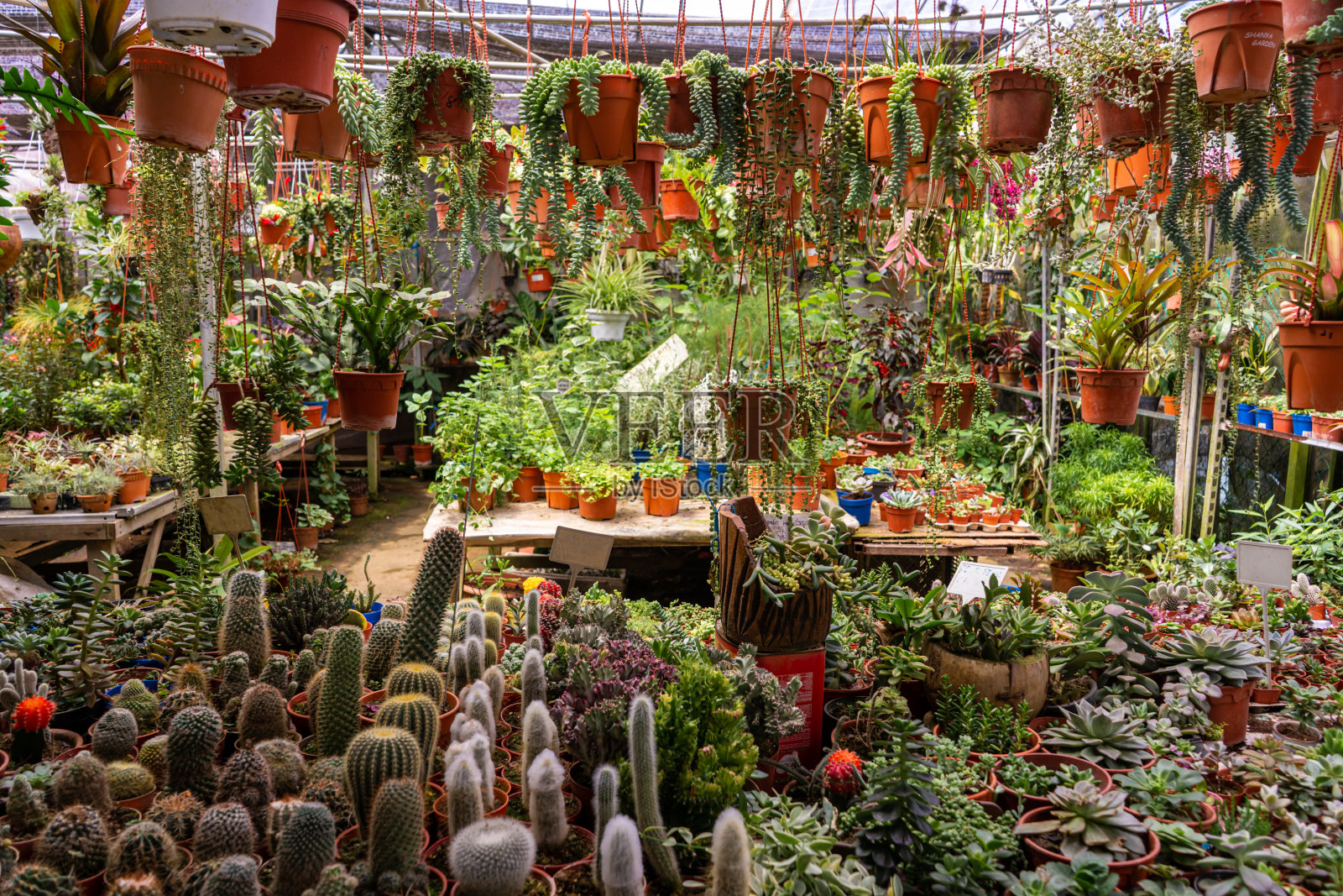 购买家用植物和盆花。园艺。照片摄影图片