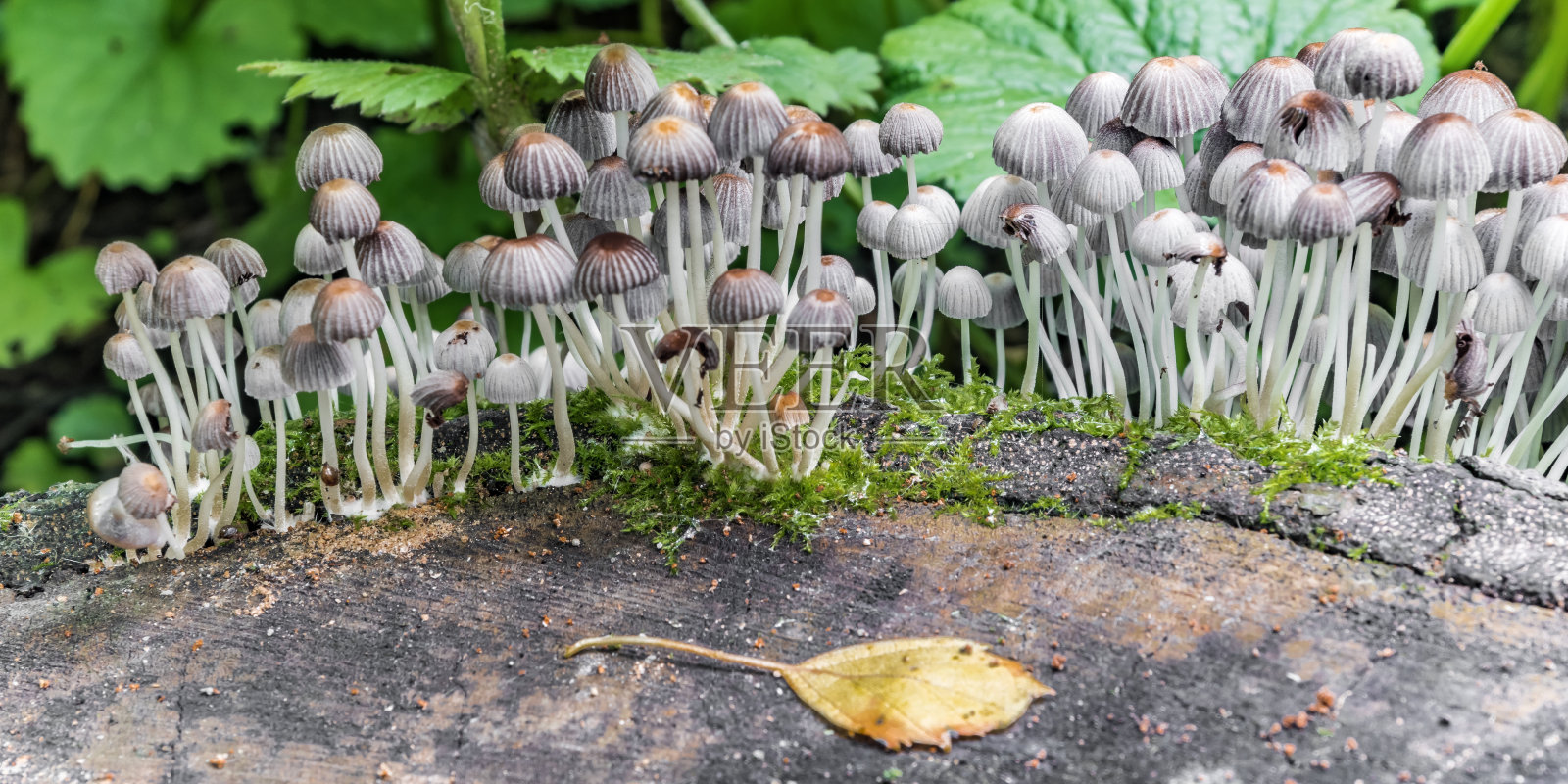 一群瘦腿的蘑菇照片摄影图片