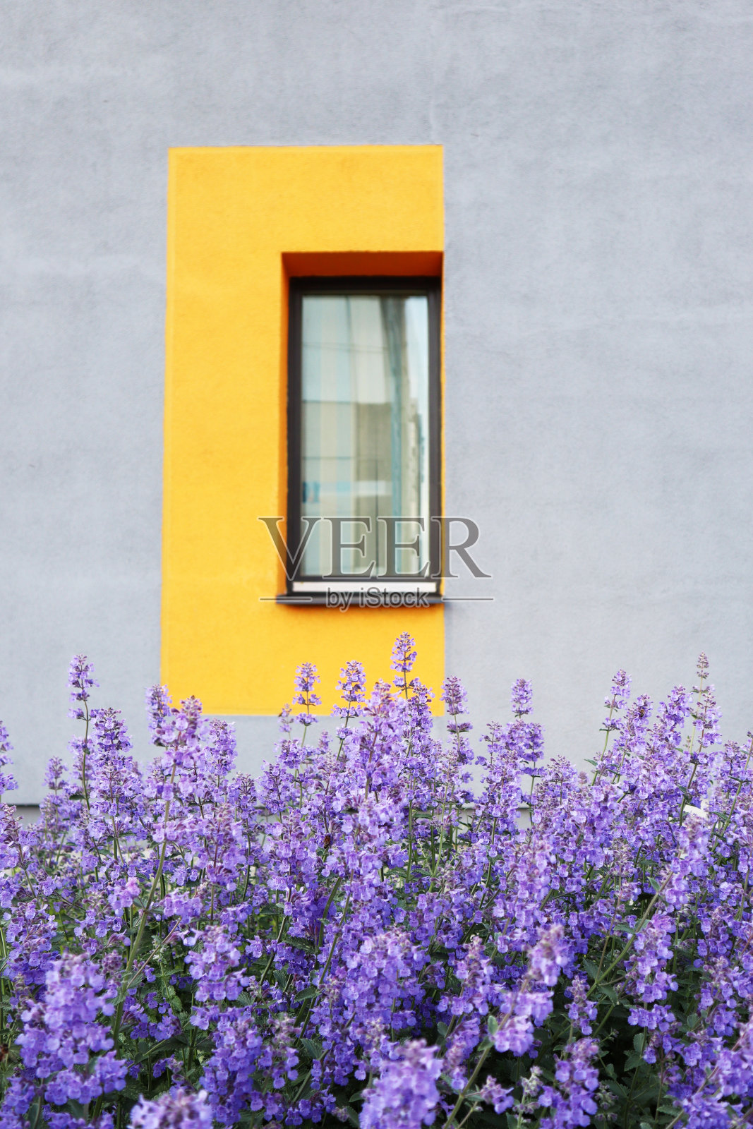 明亮的紫色花朵映衬着灰色的墙壁。美丽的概念。明信片的背景。照片摄影图片