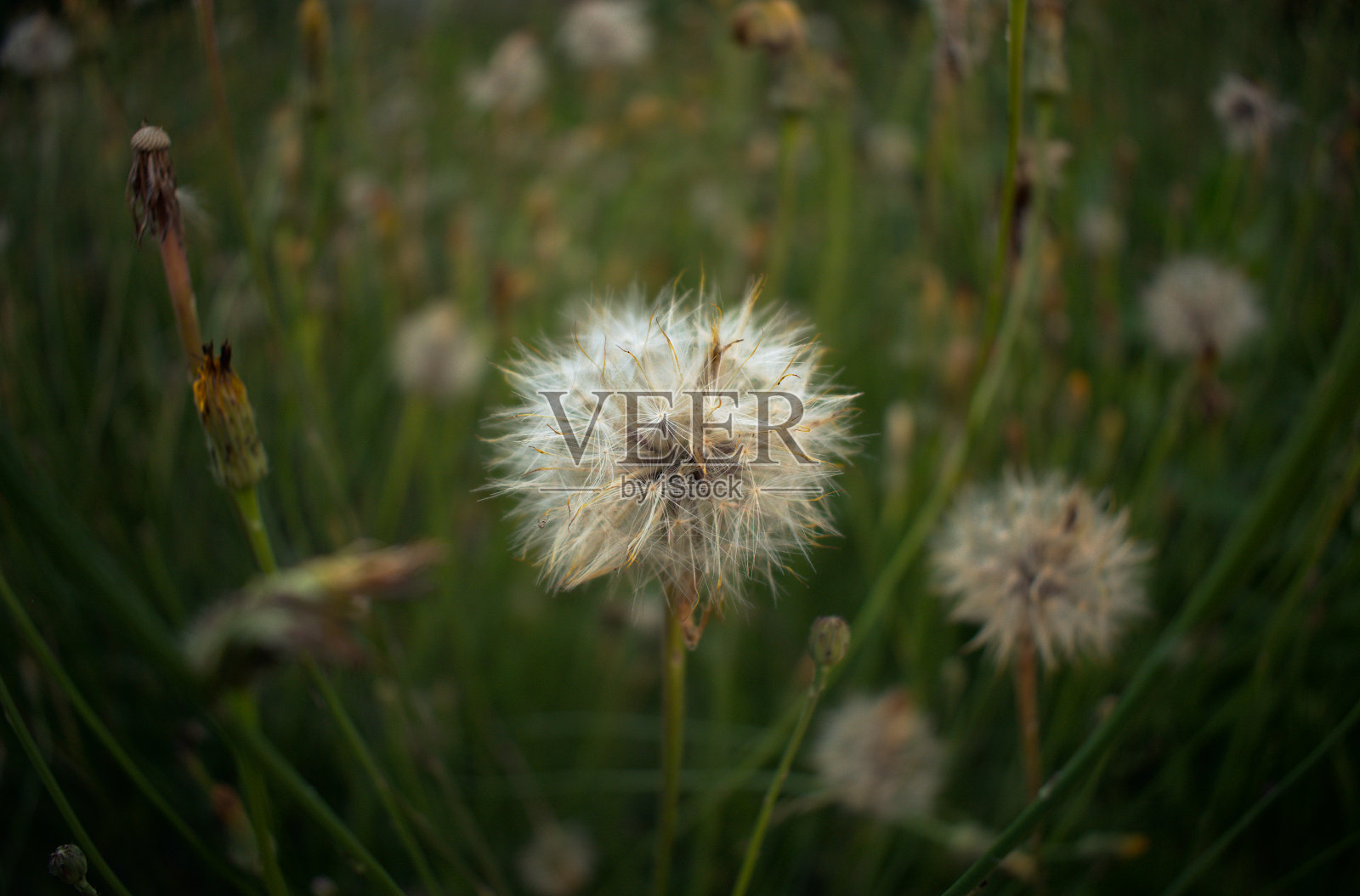 蒲公英植物的特写照片摄影图片