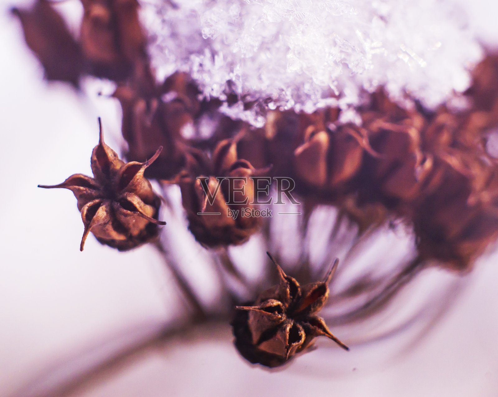 干燥的花照片摄影图片