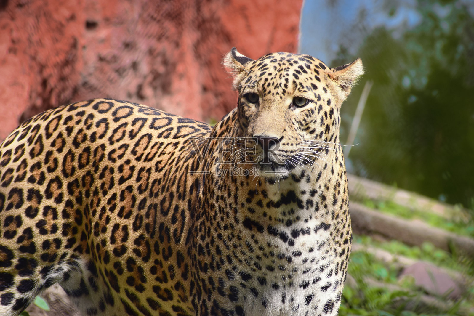 近距离拍摄森林中的豹照片摄影图片