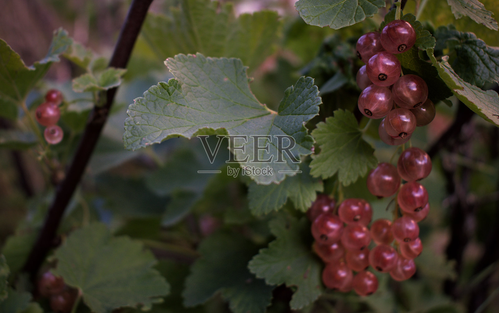 夏天生长的粉红加仑子照片摄影图片