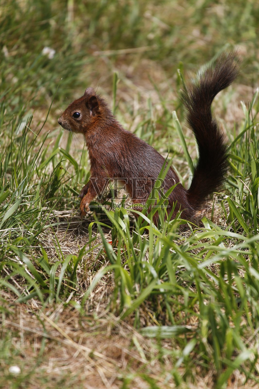 红松鼠,sciurus vulgaris,成年站在草地上,法国奥弗涅照片摄影图片