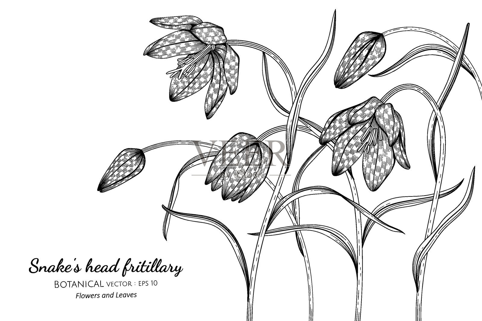 蛇头贝母花和叶手绘植物插图与线条艺术在白色的背景。插画图片素材