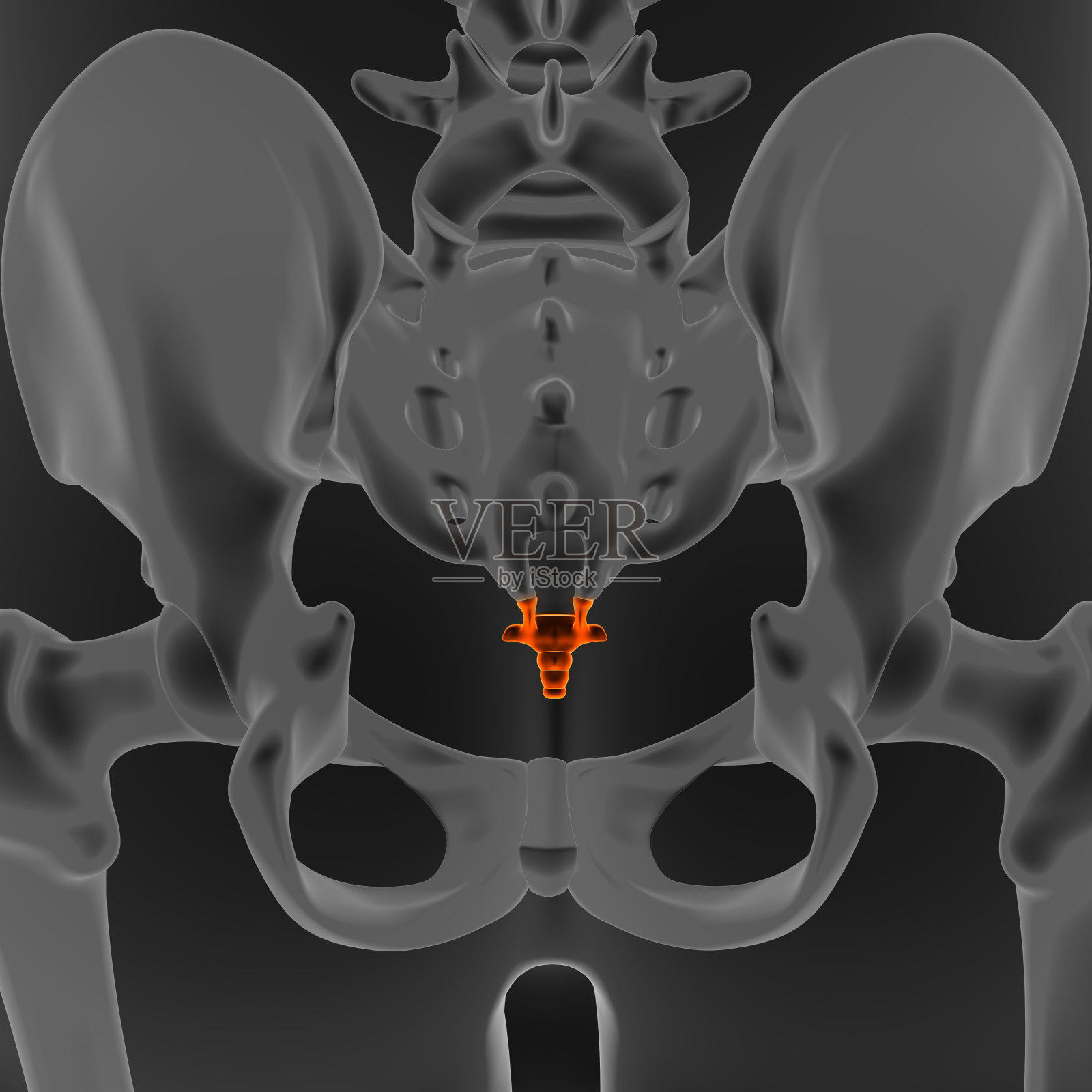 人体骨骼照片摄影图片