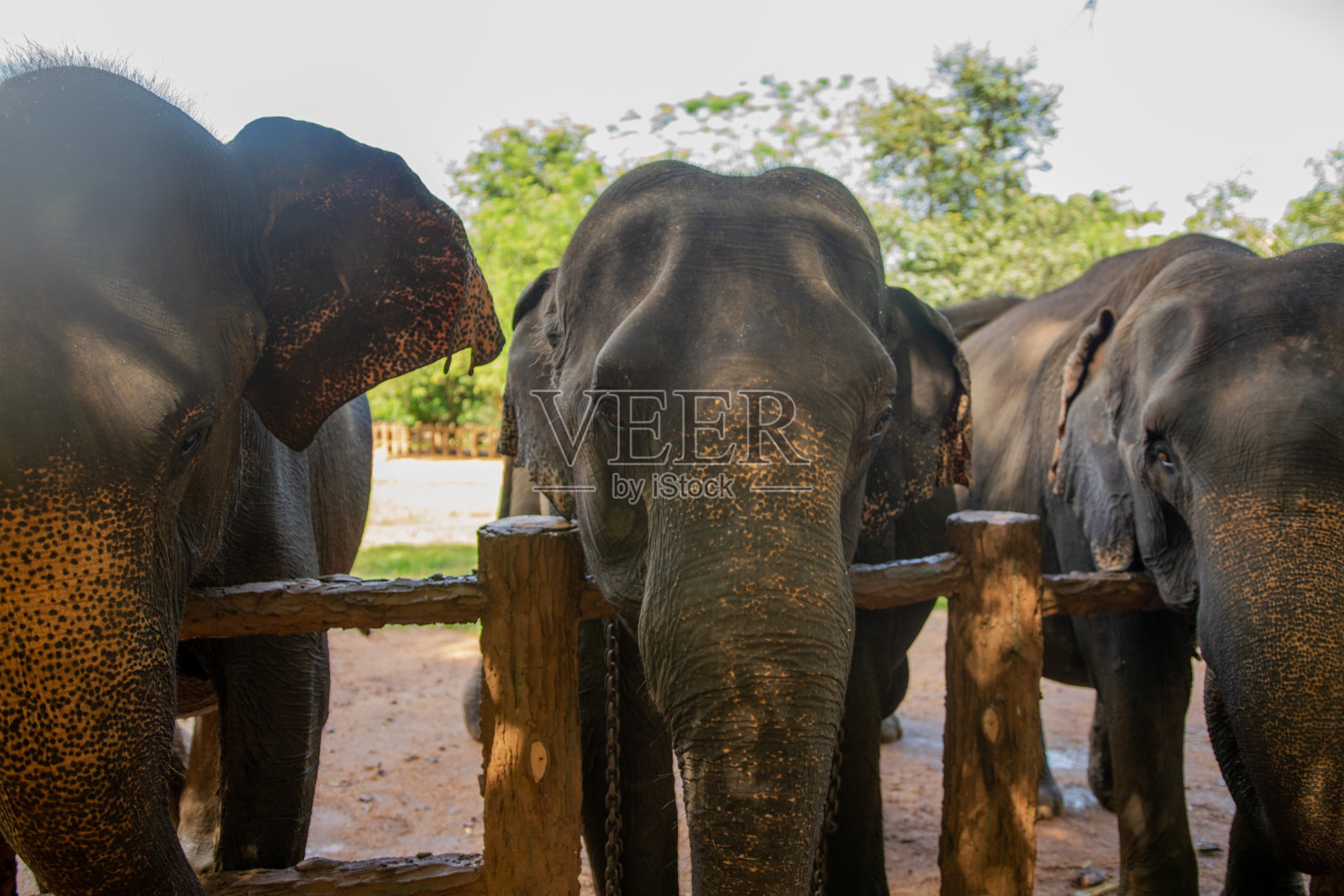 斯里兰卡的亚洲象照片摄影图片