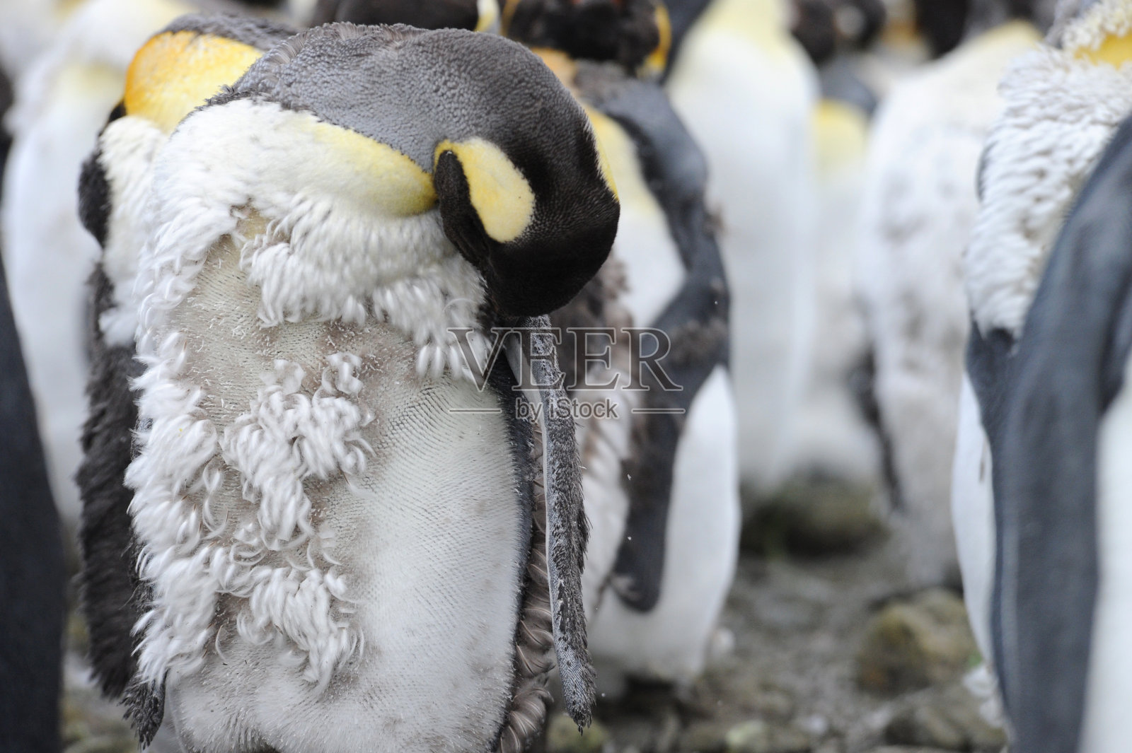 王企鹅(Aptenodytes patagonicus)照片摄影图片