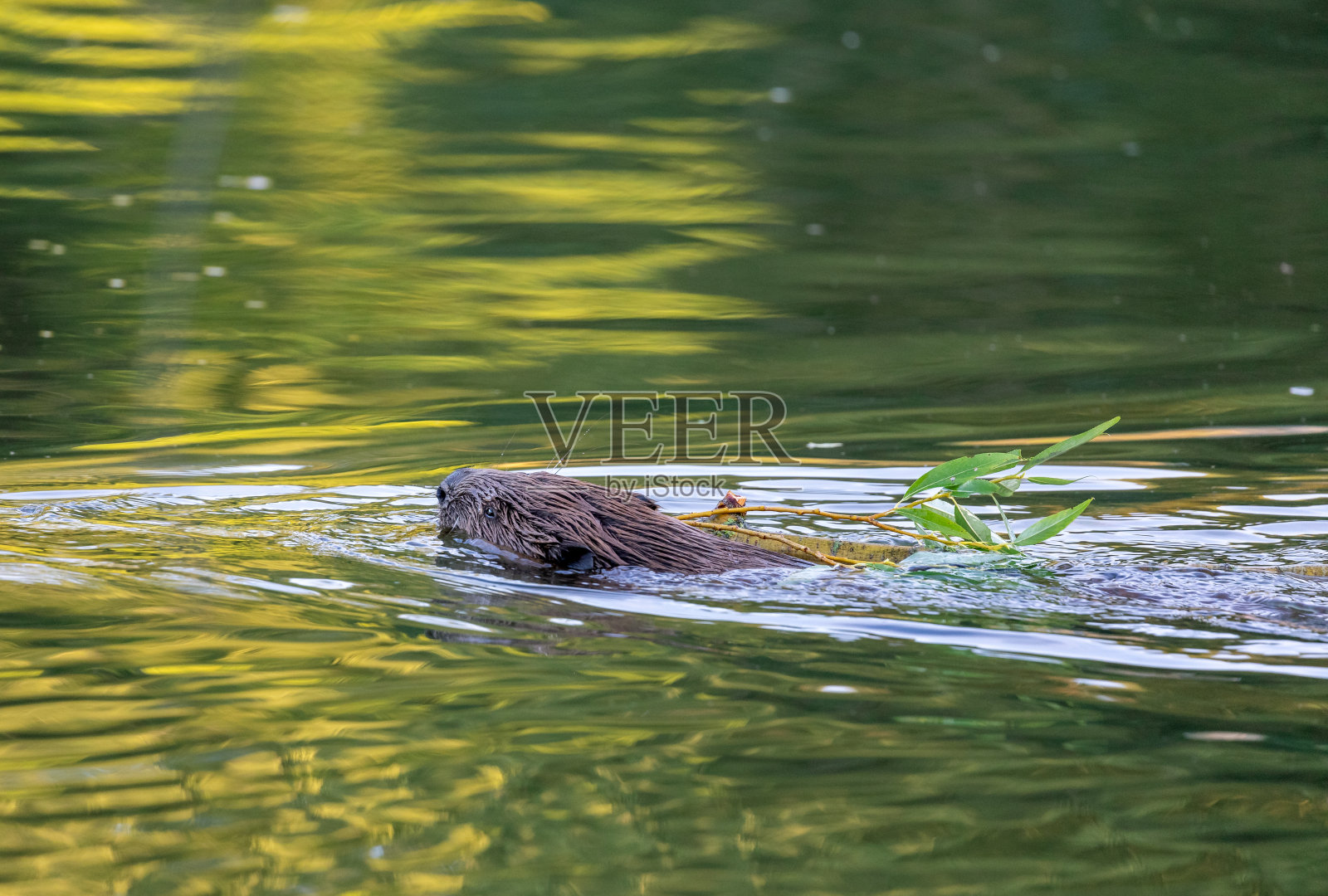 游泳海狸照片摄影图片