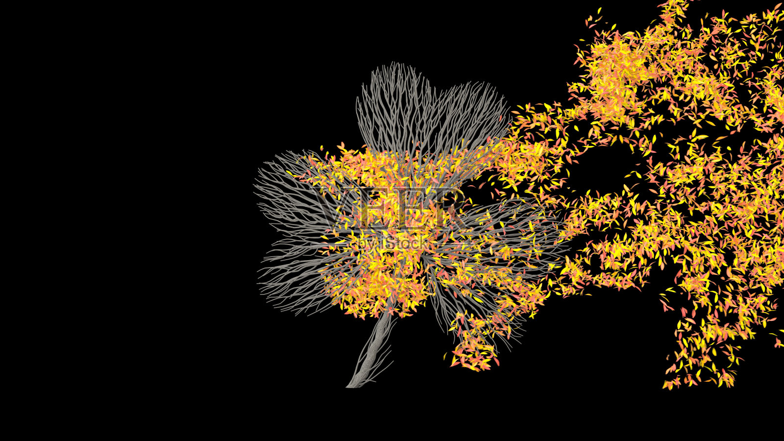 生长在三叶草形状的树。环保的概念。圣帕特里克节。照片摄影图片