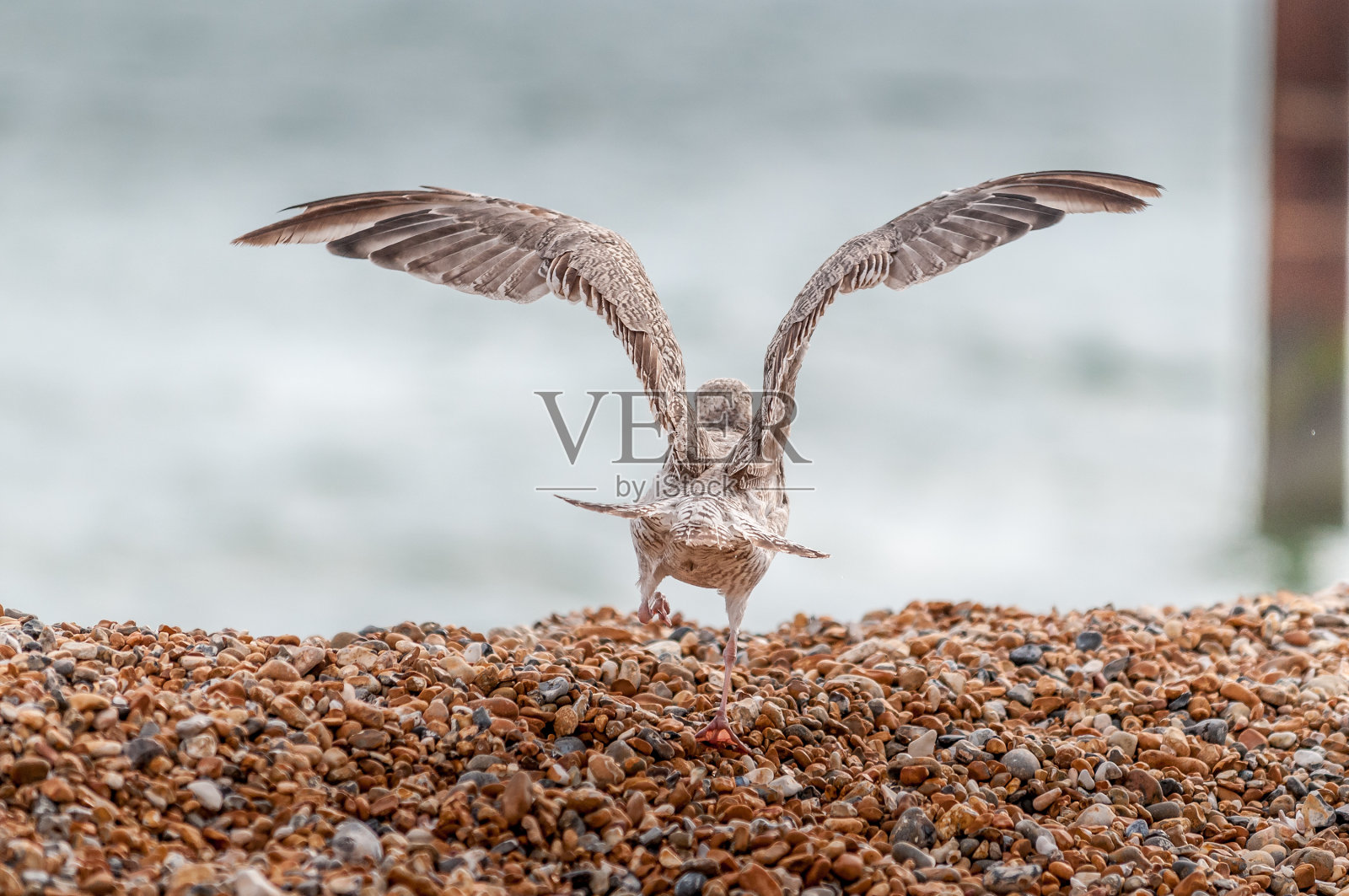 海滩上的海鸥照片摄影图片