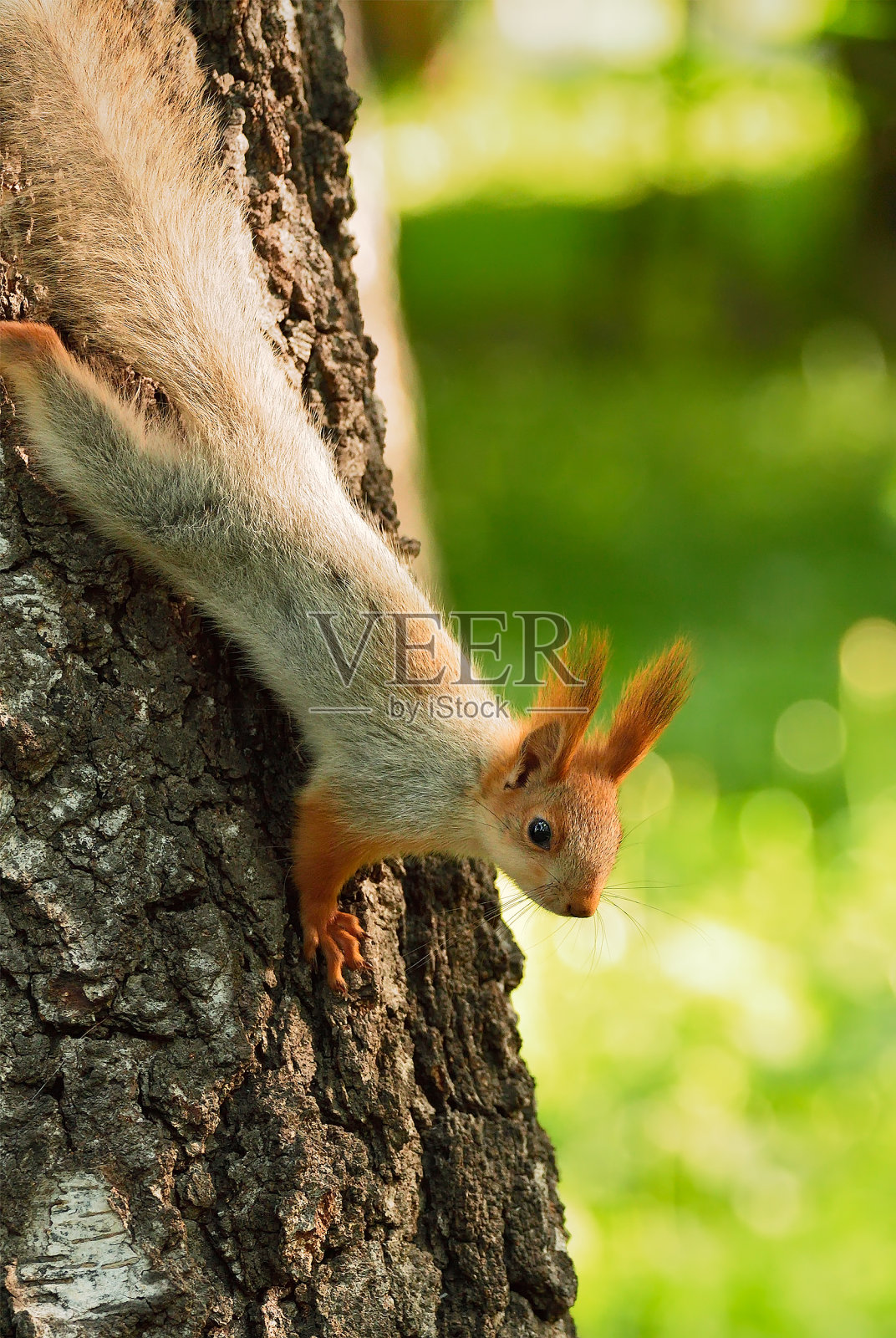 桦树树干上的松鼠照片摄影图片