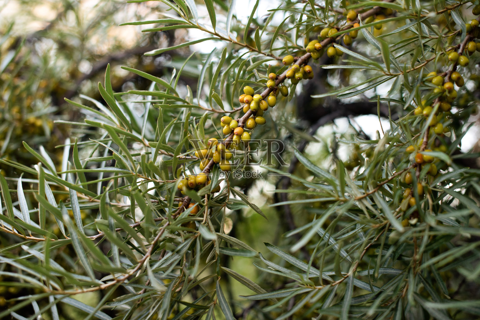 一种沙棘浆果的树枝。照片摄影图片