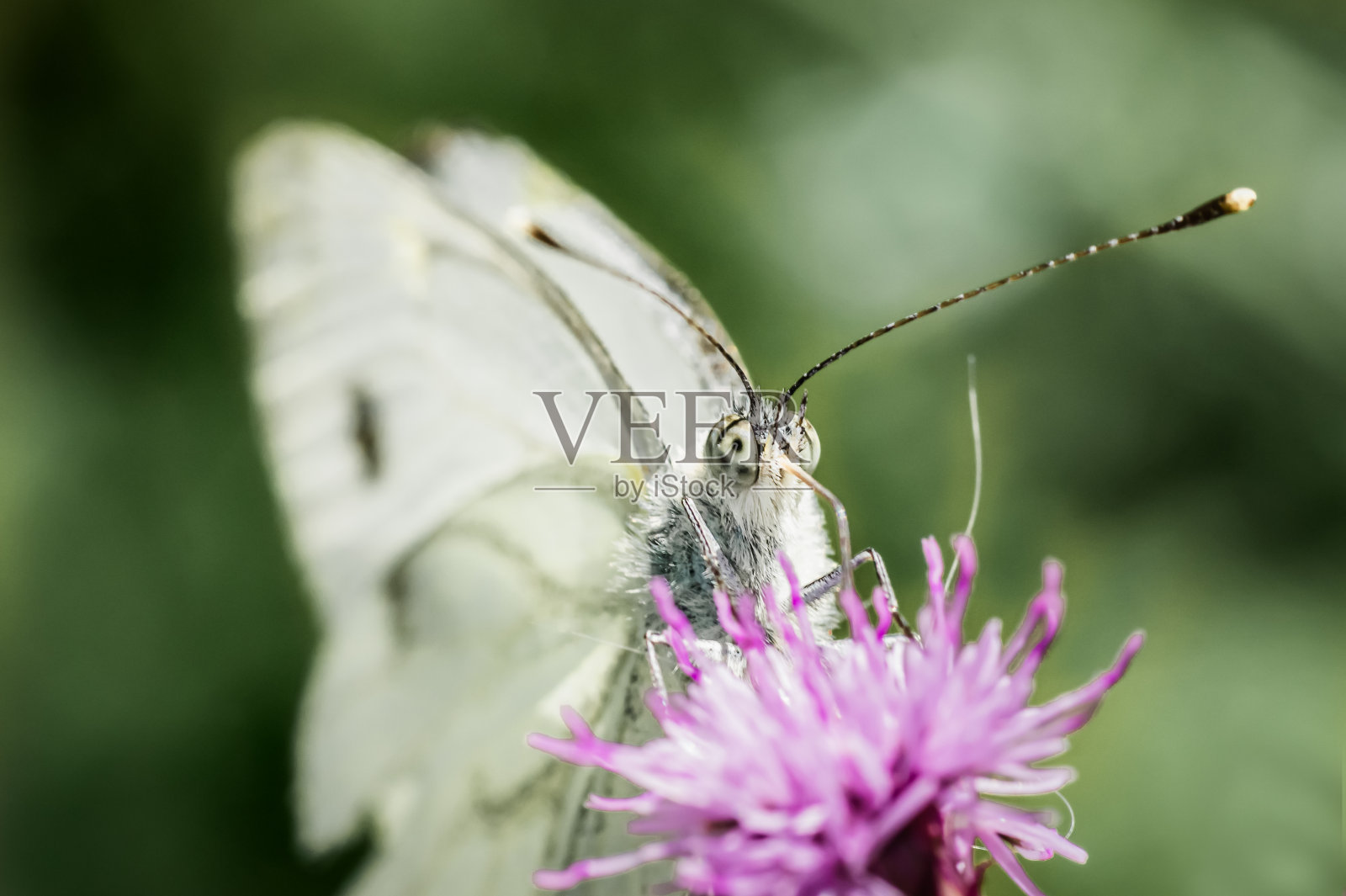 大白菜白蝴蝶照片摄影图片