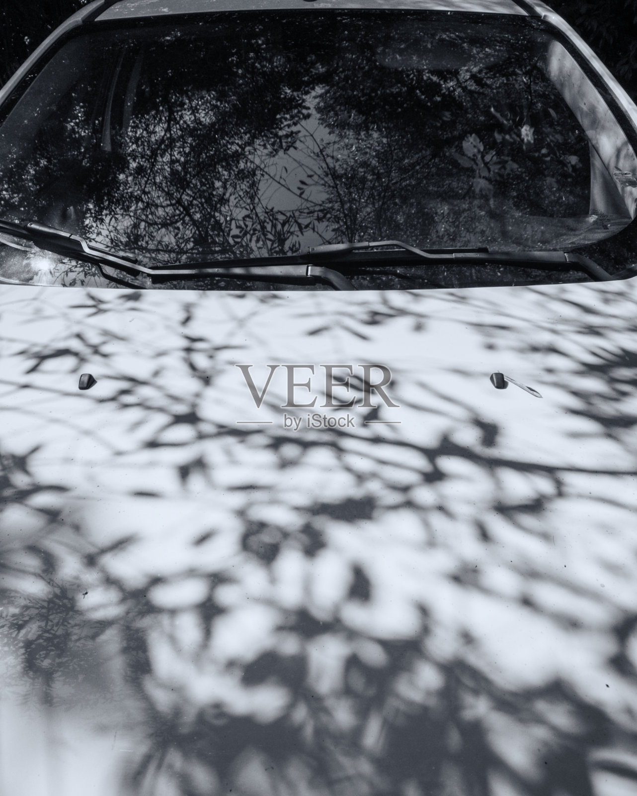 茂盛的树叶投射在汽车上照片摄影图片