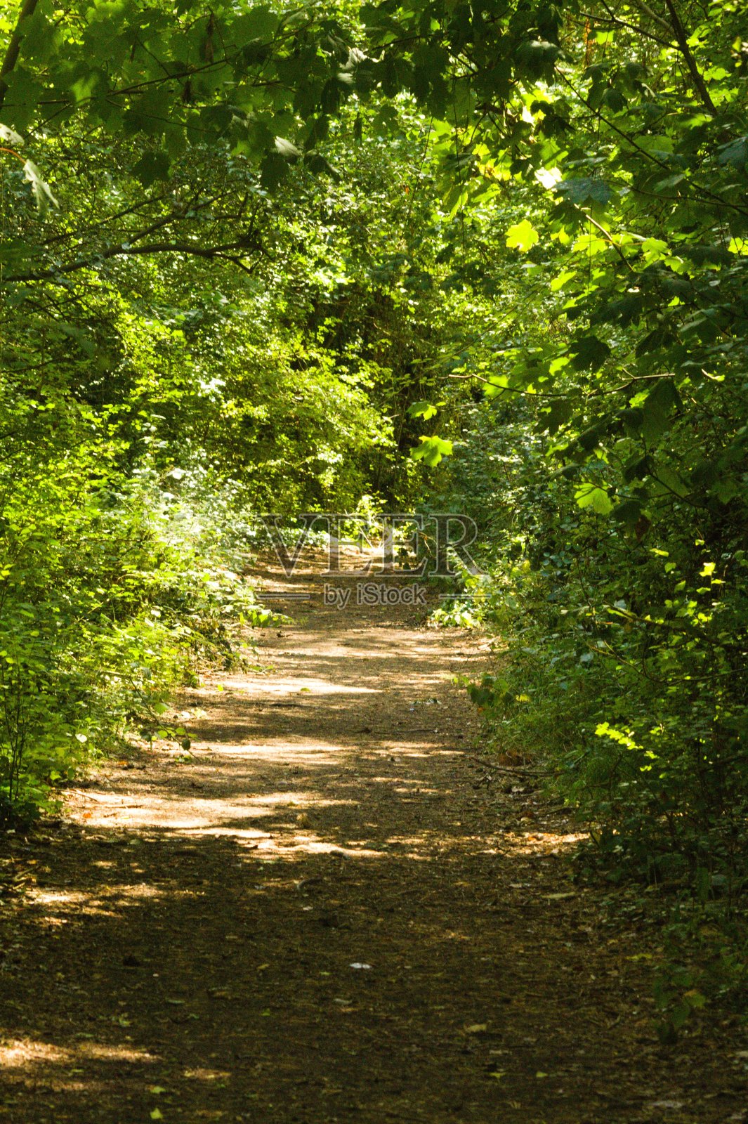 森林之路照片摄影图片