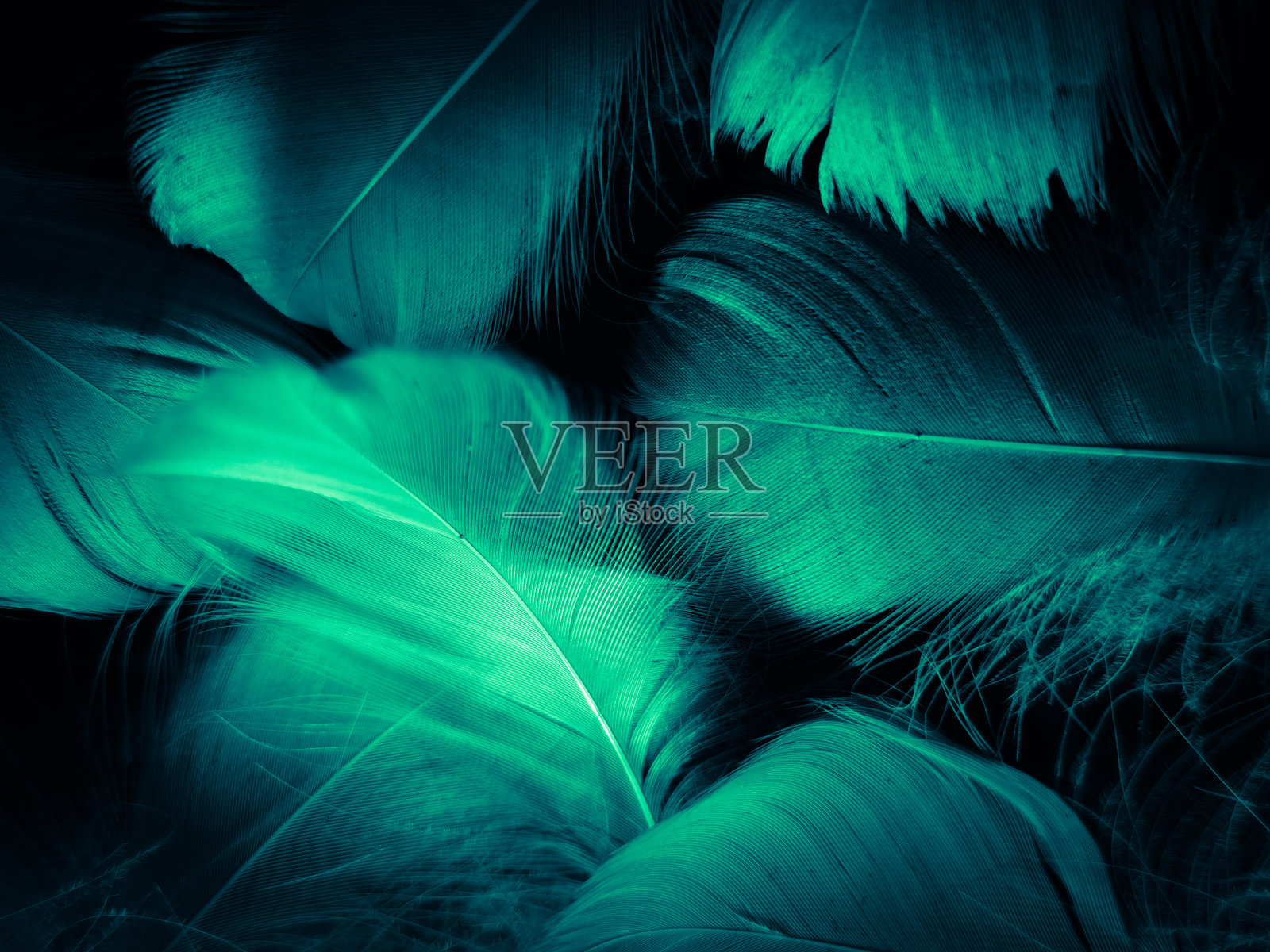 美丽抽象的蓝色和绿色羽毛在黑色的背景和柔软的白色羽毛纹理在白色图案和绿色背景,羽毛背景,绿色横幅照片摄影图片