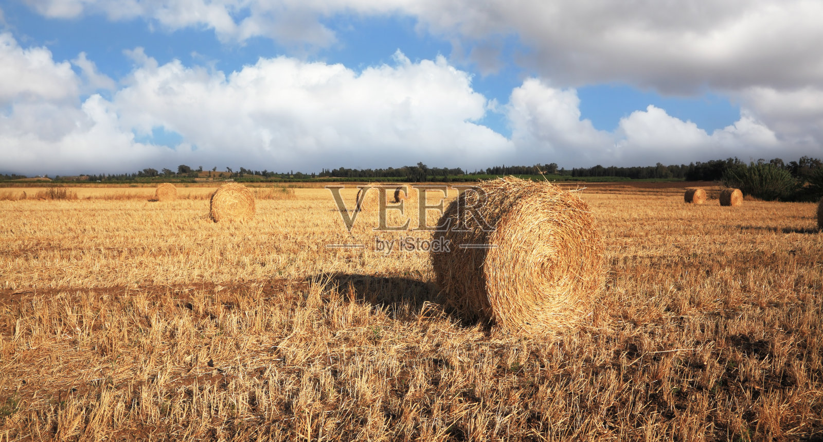 收获后的大片黄色田野,以色列,春天照片摄影图片