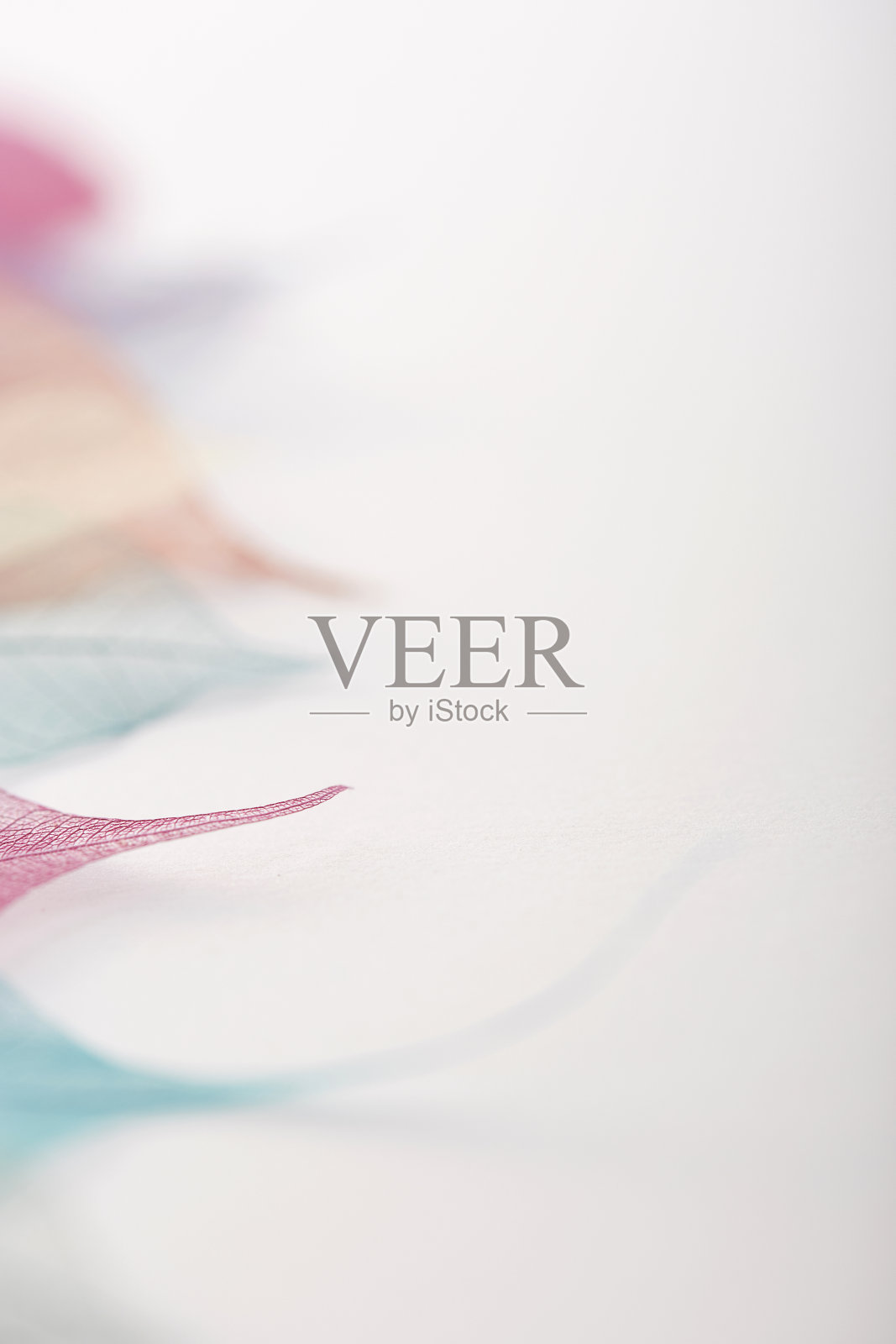 彩色的叶子骨架照片摄影图片