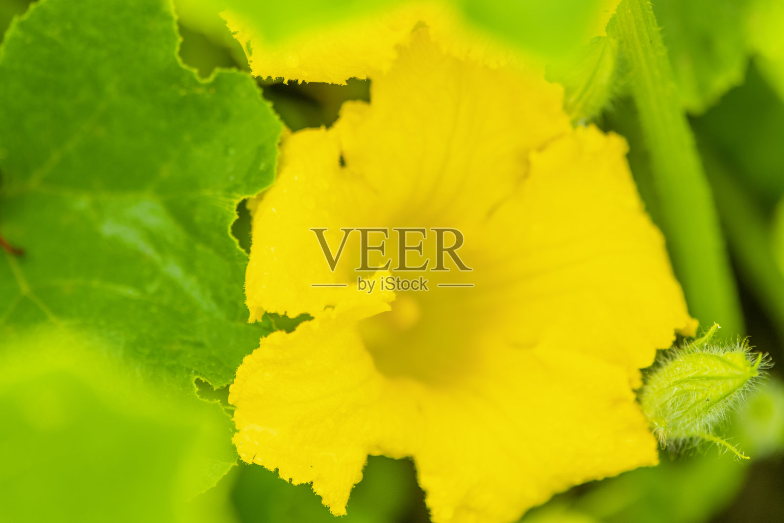 新鲜的西葫芦或西葫芦花生长在有机蔬菜花园在夏天。照片摄影图片