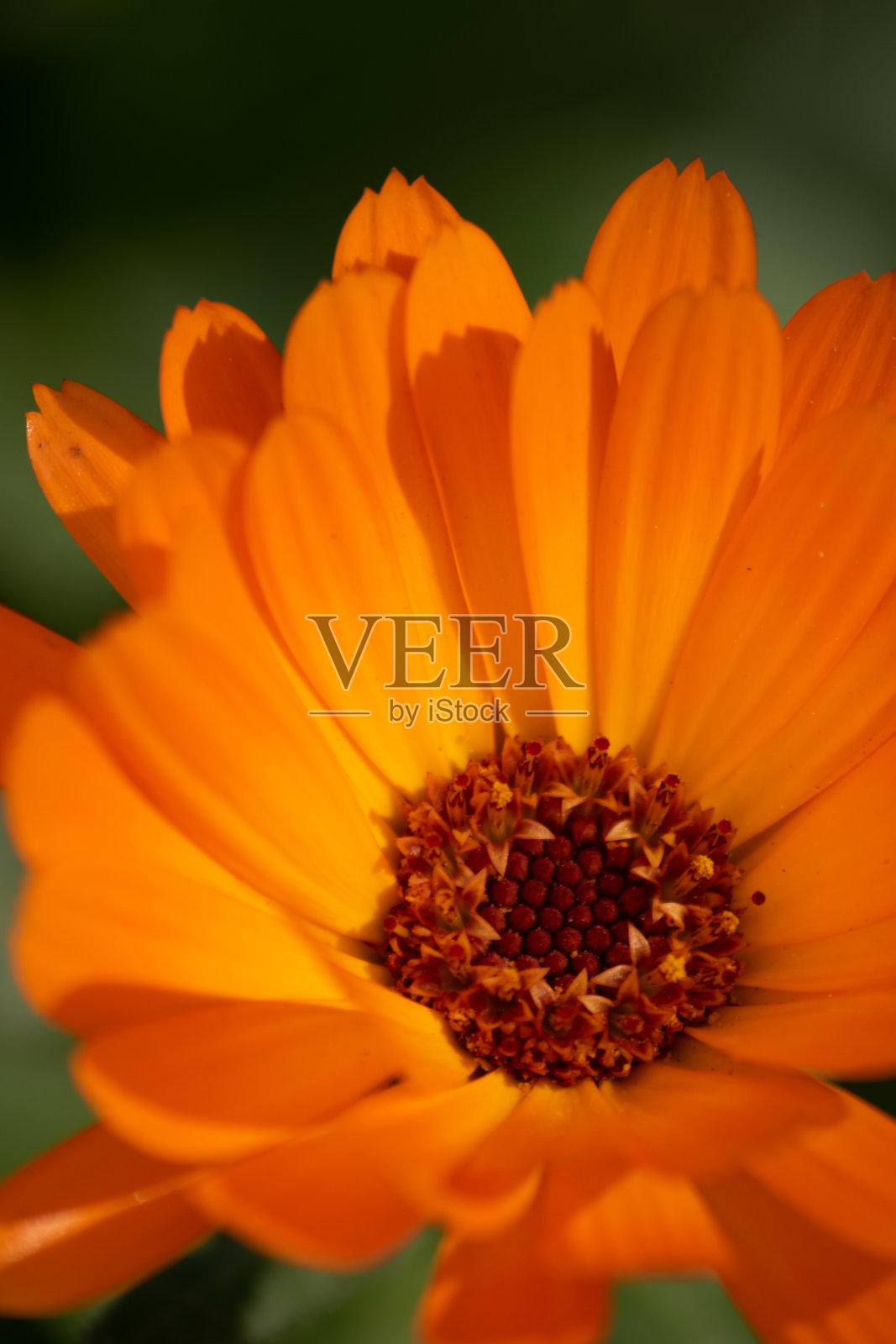 金盏菊开桔黄色的花照片摄影图片