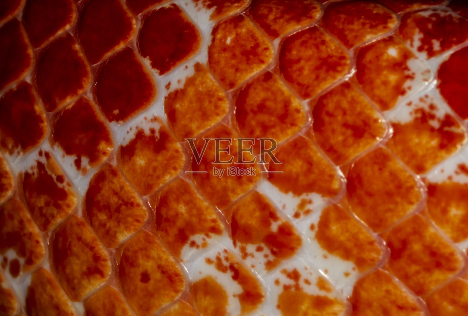 玉米蛇皮肤特写。照片摄影图片