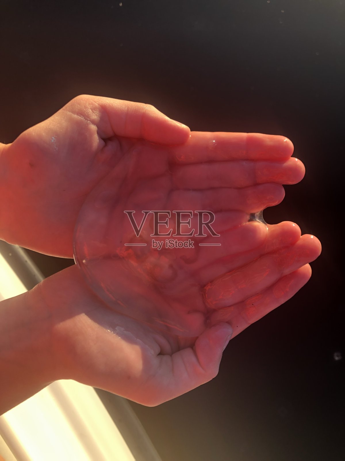 水母在手中照片摄影图片