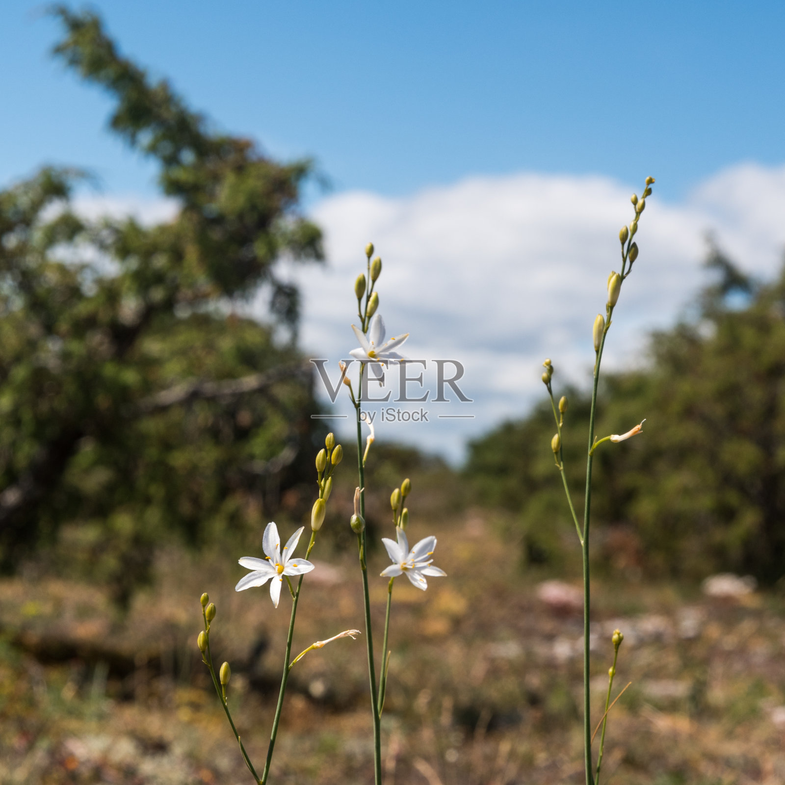 圣伯纳德百合的分支近照片摄影图片