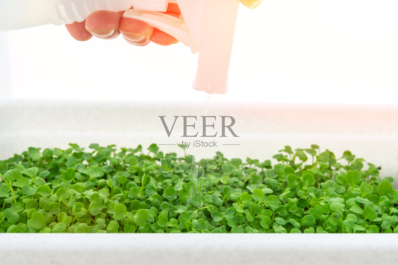 microgreen或Sprouts是由优质有机植物种子发芽的生活芽蔬菜。健康的减肥食品照片摄影图片