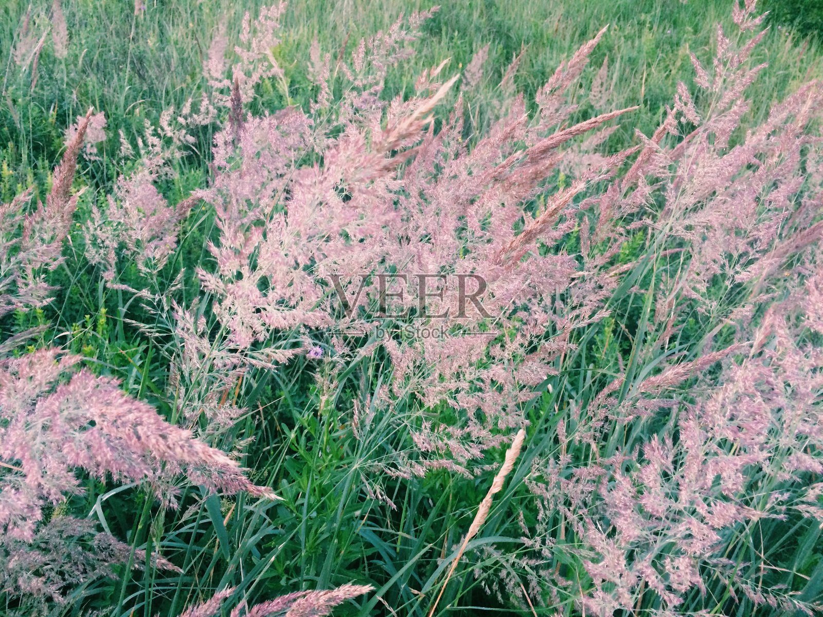 花草,神奇的森林树木,自然的背景照片摄影图片